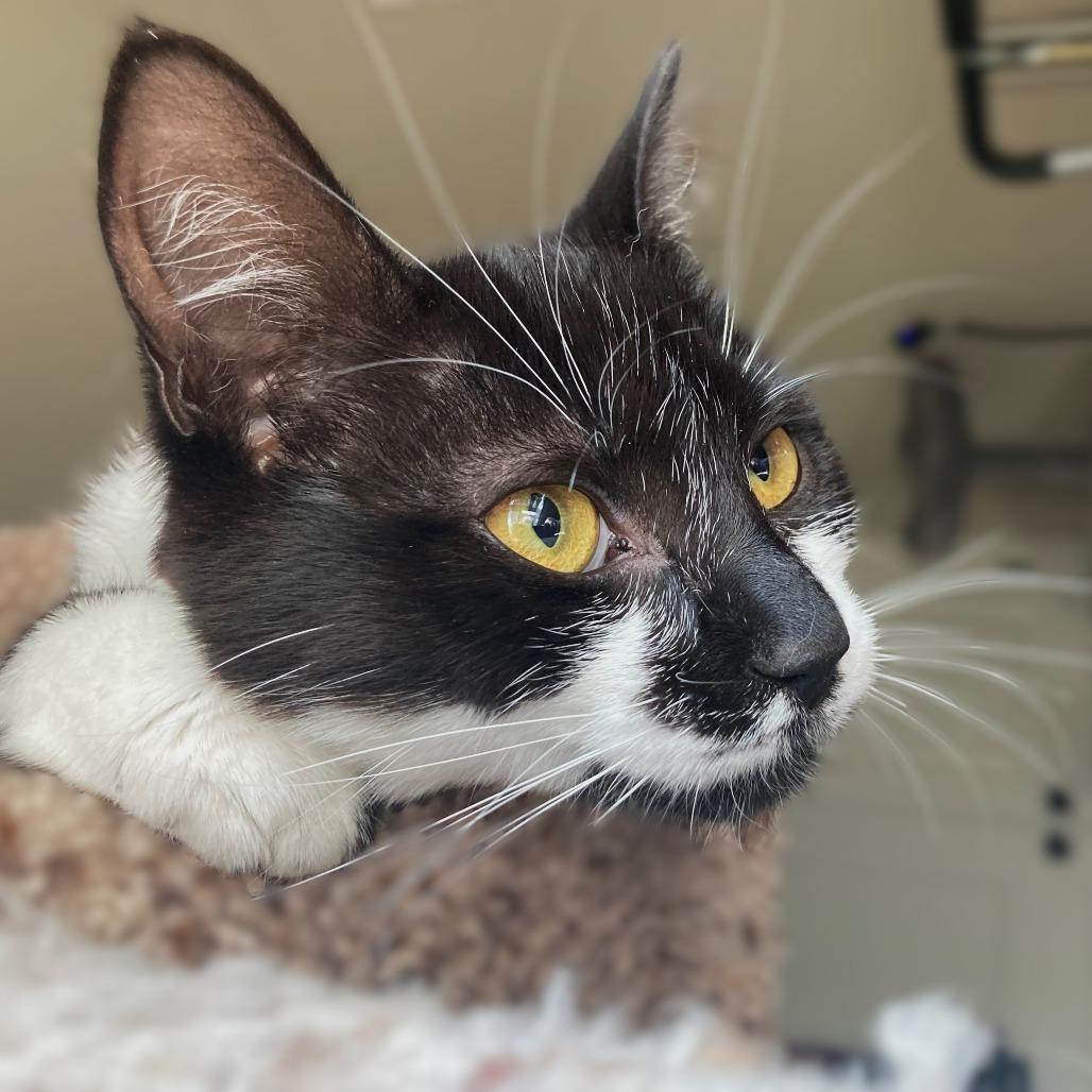 Bubbles, a Adoptable Domestic Short Hair in Springfield, OR image 1/6