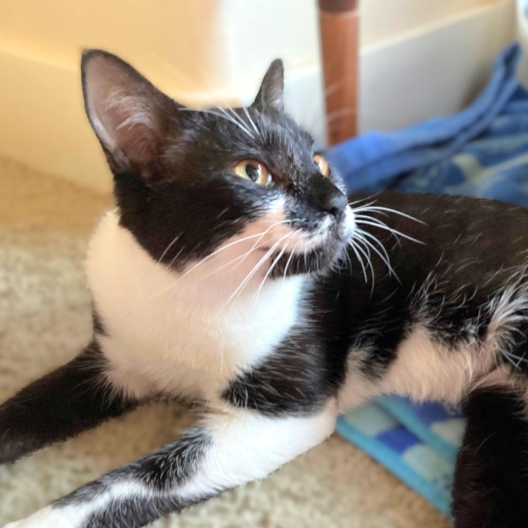 Bubbles, a Adoptable Domestic Short Hair in Springfield, OR image 2/6