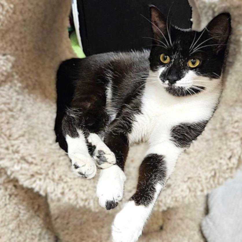 Bubbles, a Adoptable Domestic Short Hair in Springfield, OR image 5/6