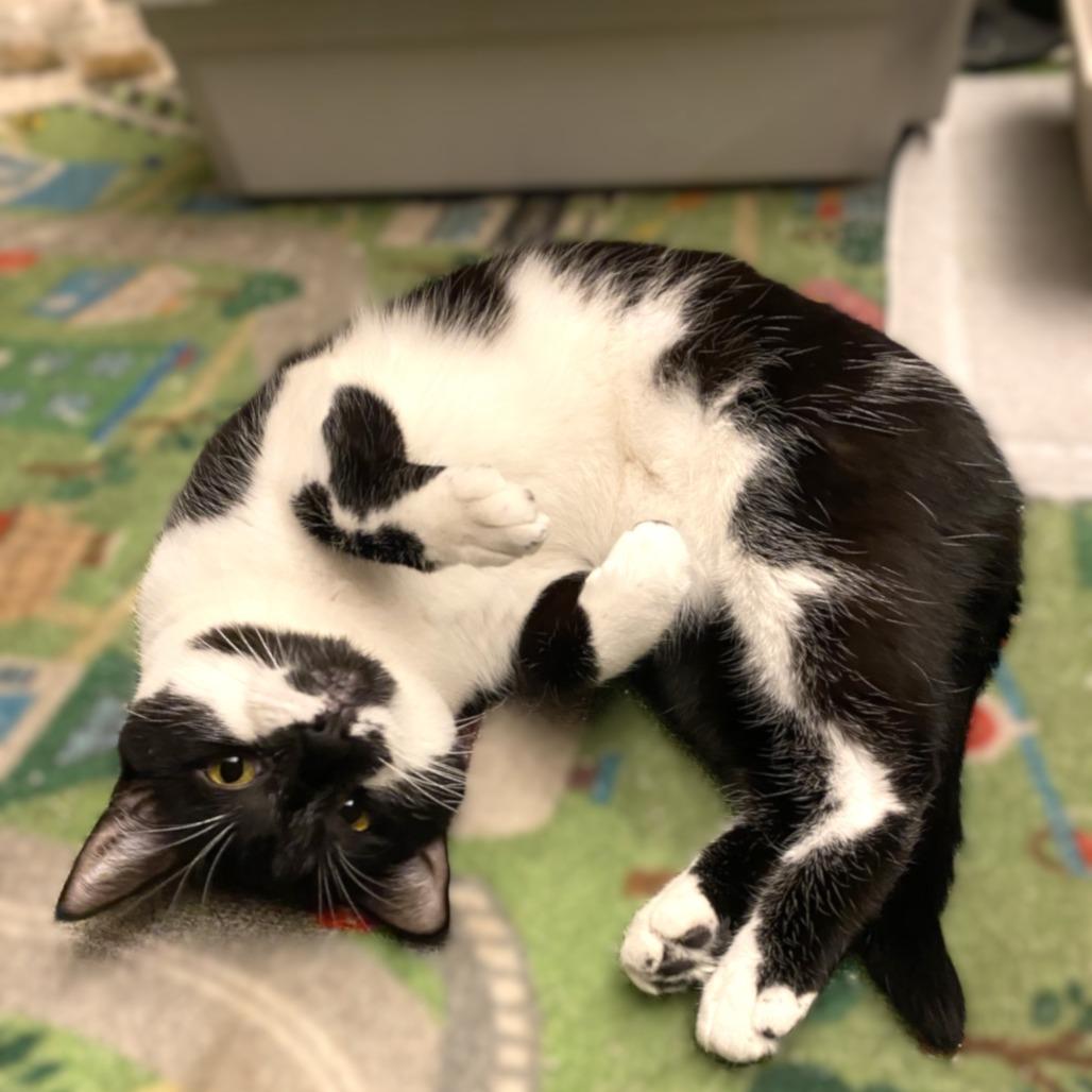 Bubbles, a Adoptable Domestic Short Hair in Springfield, OR image 6/6