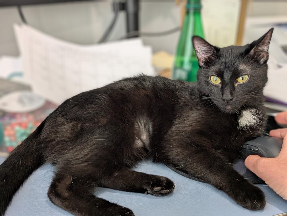 Enlarge Cassie, a ADOPTABLE Domestic Short Hair in Denver, CO image 3/3