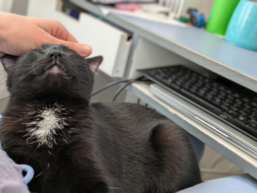 Enlarge Cassie, a ADOPTABLE Domestic Short Hair in Denver, CO image 2/3