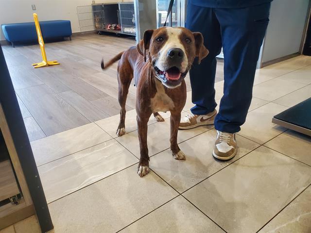 FENDI, Adoptable, Adult Female Pit Bull Terrier.