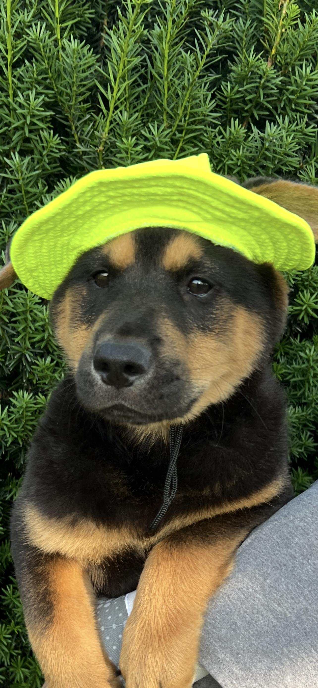 Enlarge Reggie, a Adoptable mixed breed in Auburn, KS image 1/1