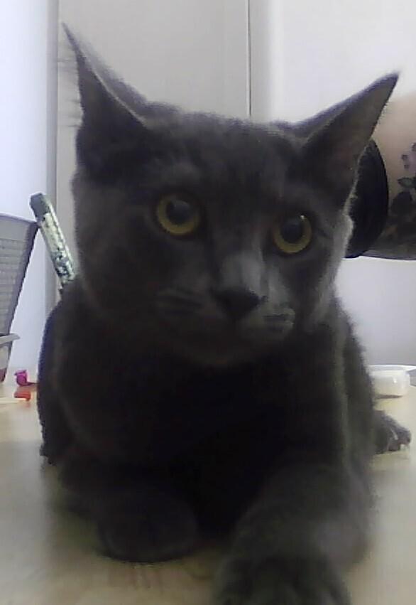 Lexi, Adoptable, Kitten Female Domestic Short Hair.