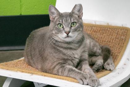 Grace, Adoptable, Adult Female Domestic Short Hair & Domestic Short Hair.
