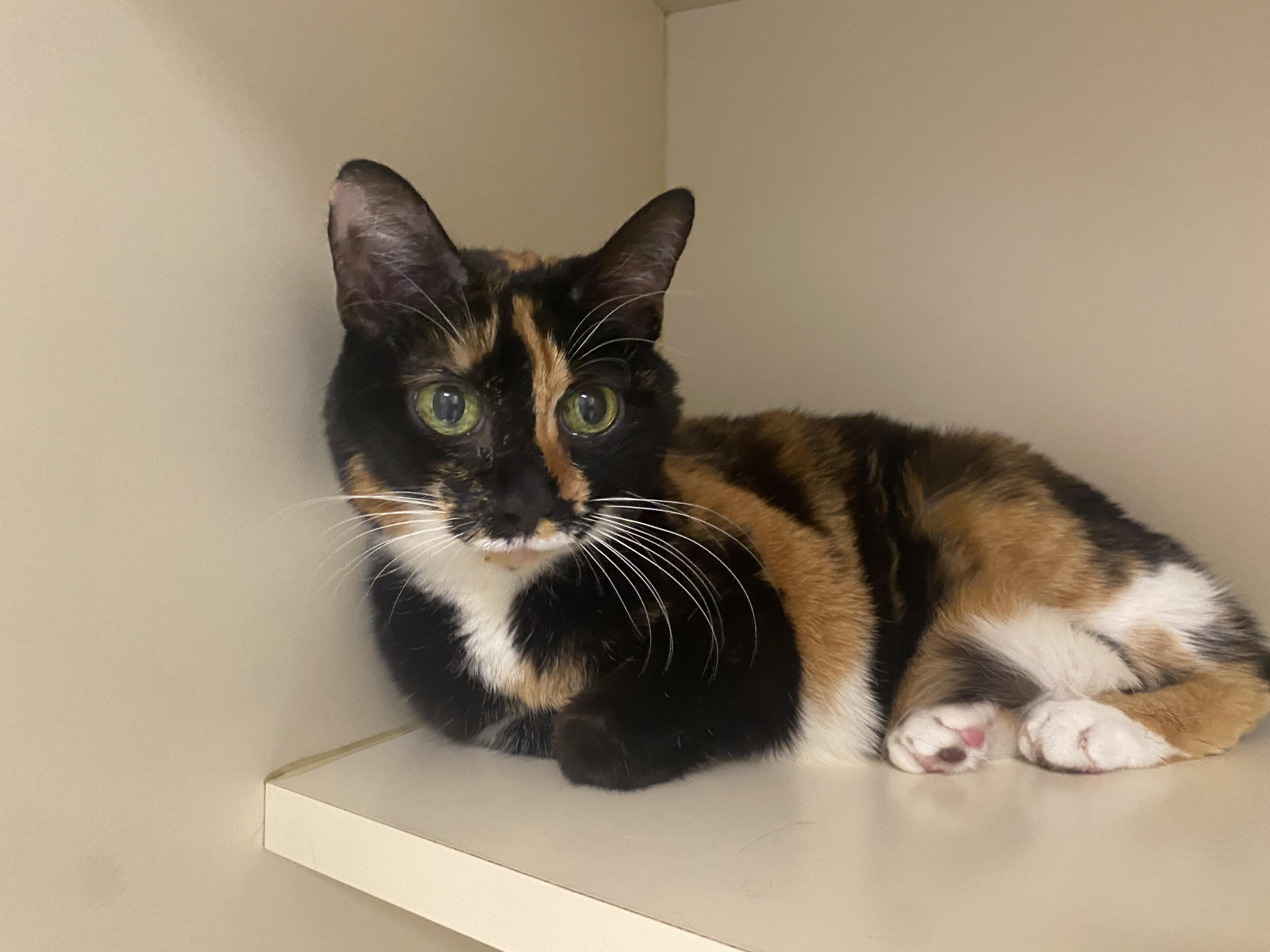 Enlarge Libby Anna, an adoptable Domestic Short Hair in Elyria, OH image 1/1