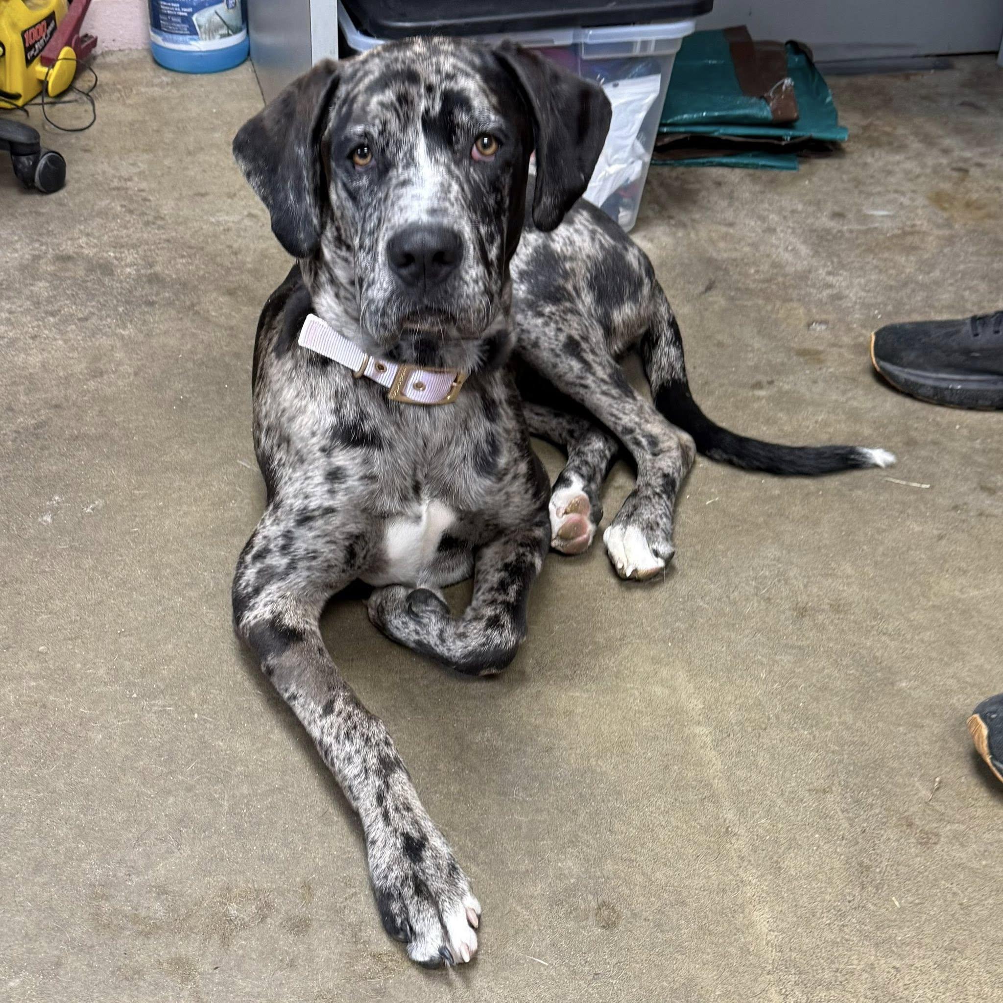 HARLEY, an adopted mixed breed in Cadiz, OH image 4/4