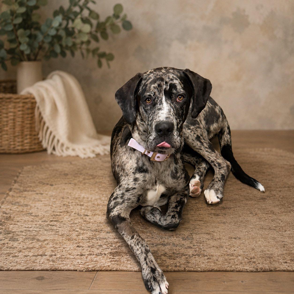 HARLEY, an adopted mixed breed in Cadiz, OH image 2/4