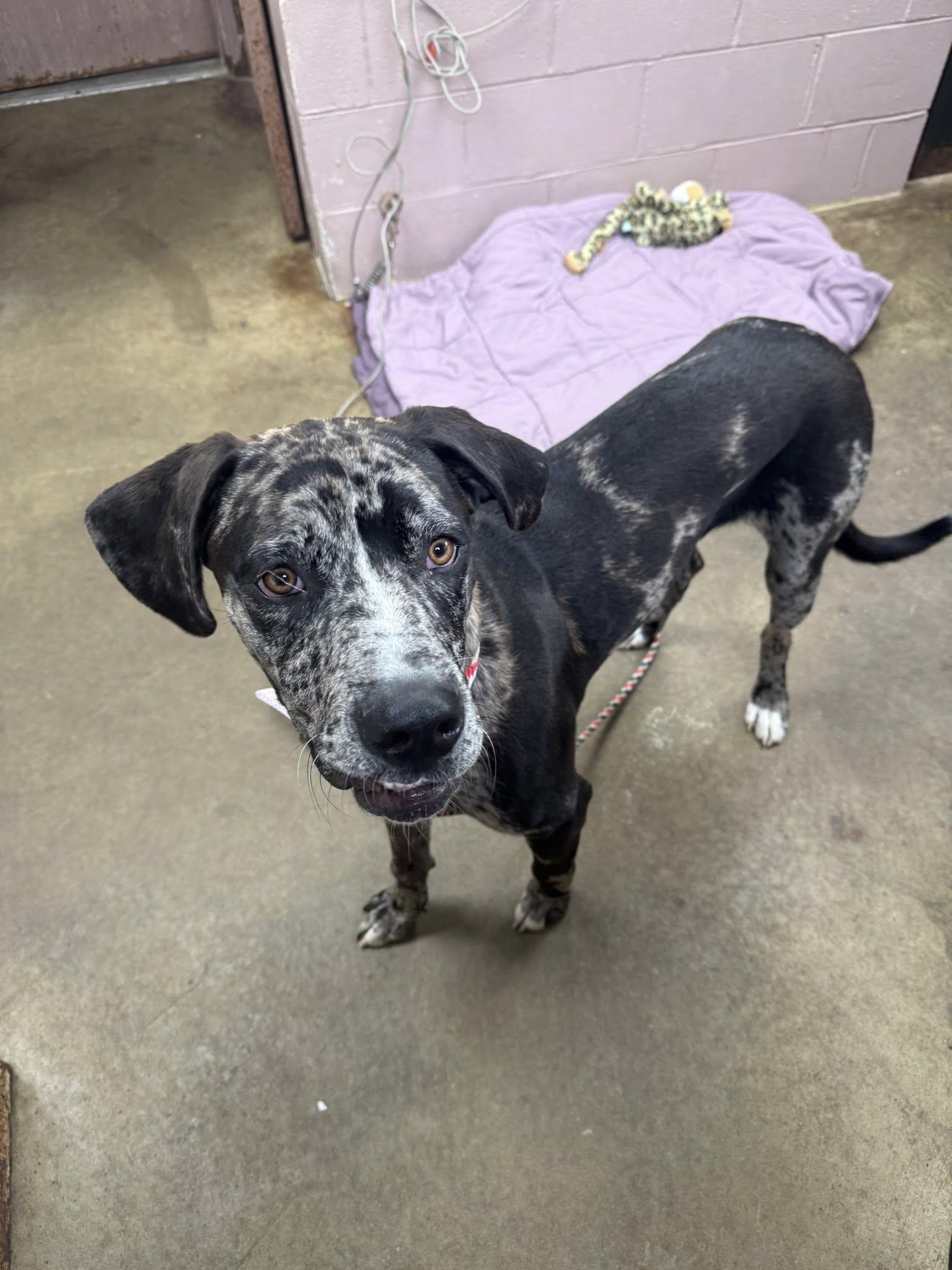 HARLEY, an adopted mixed breed in Cadiz, OH image 3/4