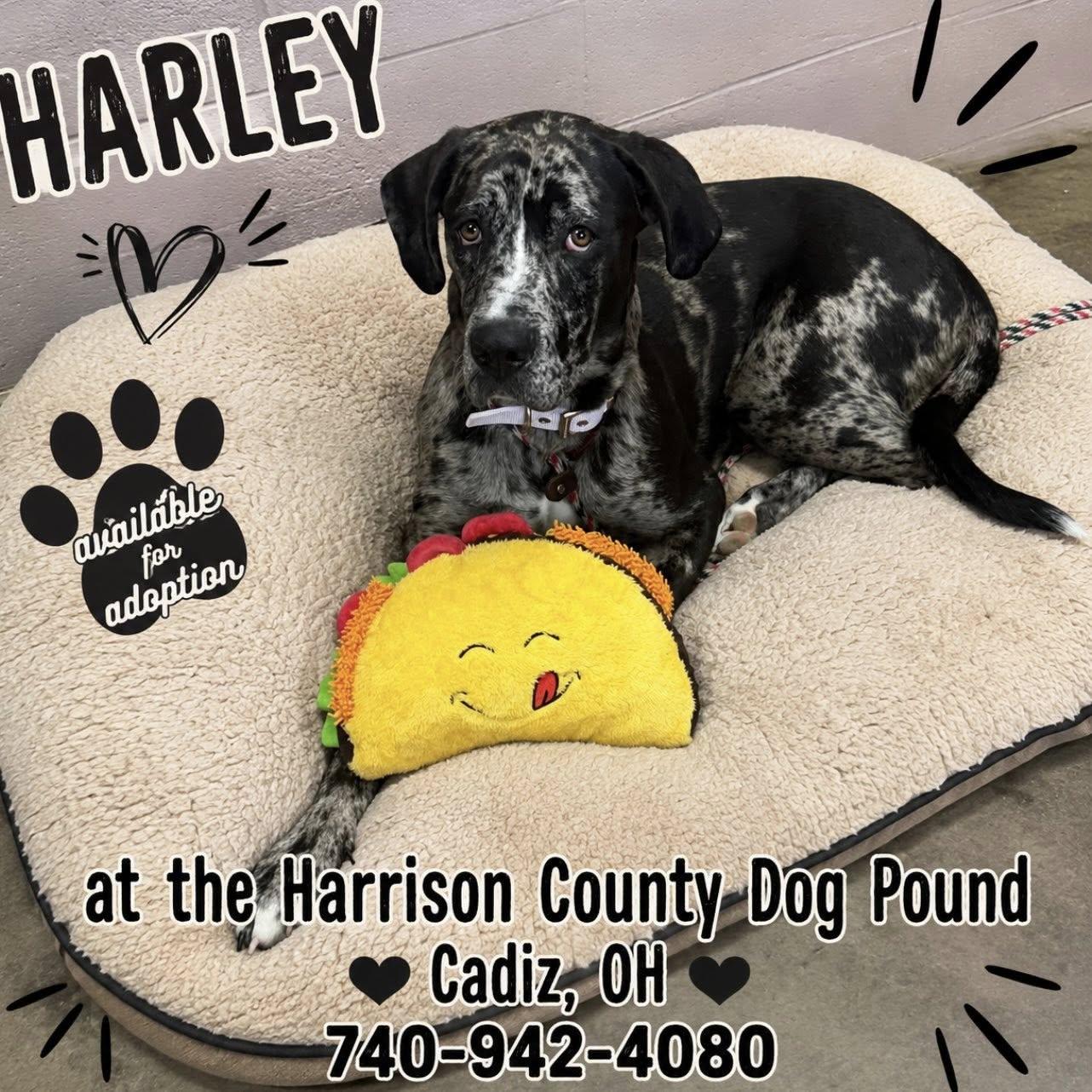 HARLEY, adopted, Young Female Great Dane & Rhodesian Ridgeback.