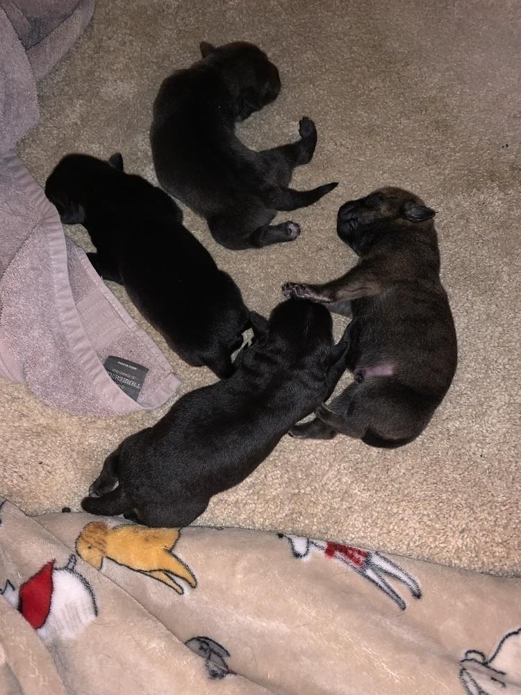 Tertyshny / Ollie, Adoptable, Puppy Male Labrador Retriever.