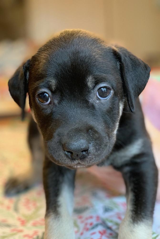 Enlarge Tertyshny / Ollie, a Adoptable mixed breed in Broomfield, CO image 2/2