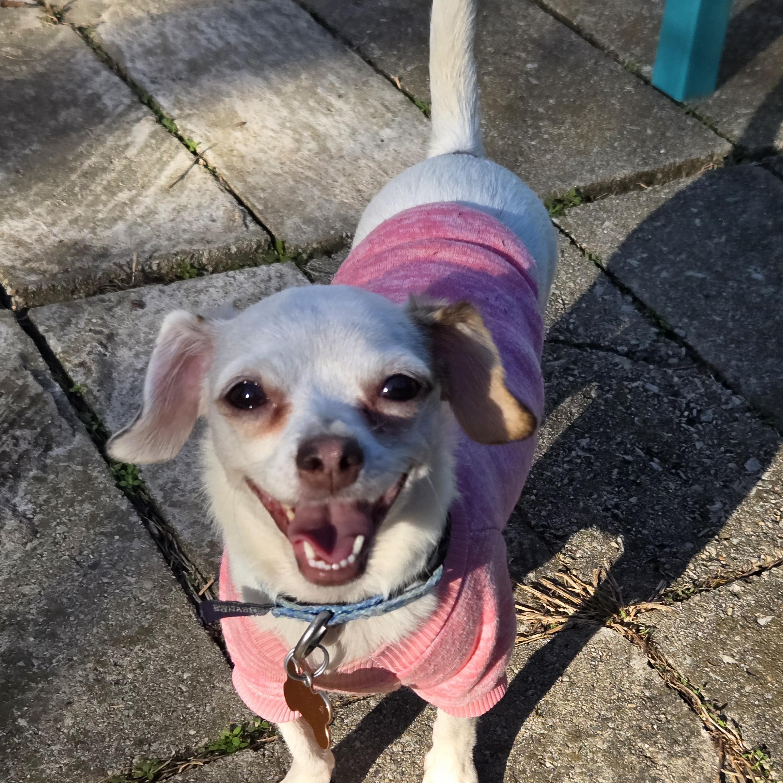 Enlarge Nebula, a Adoptable mixed breed in Normal, IL image 6/6