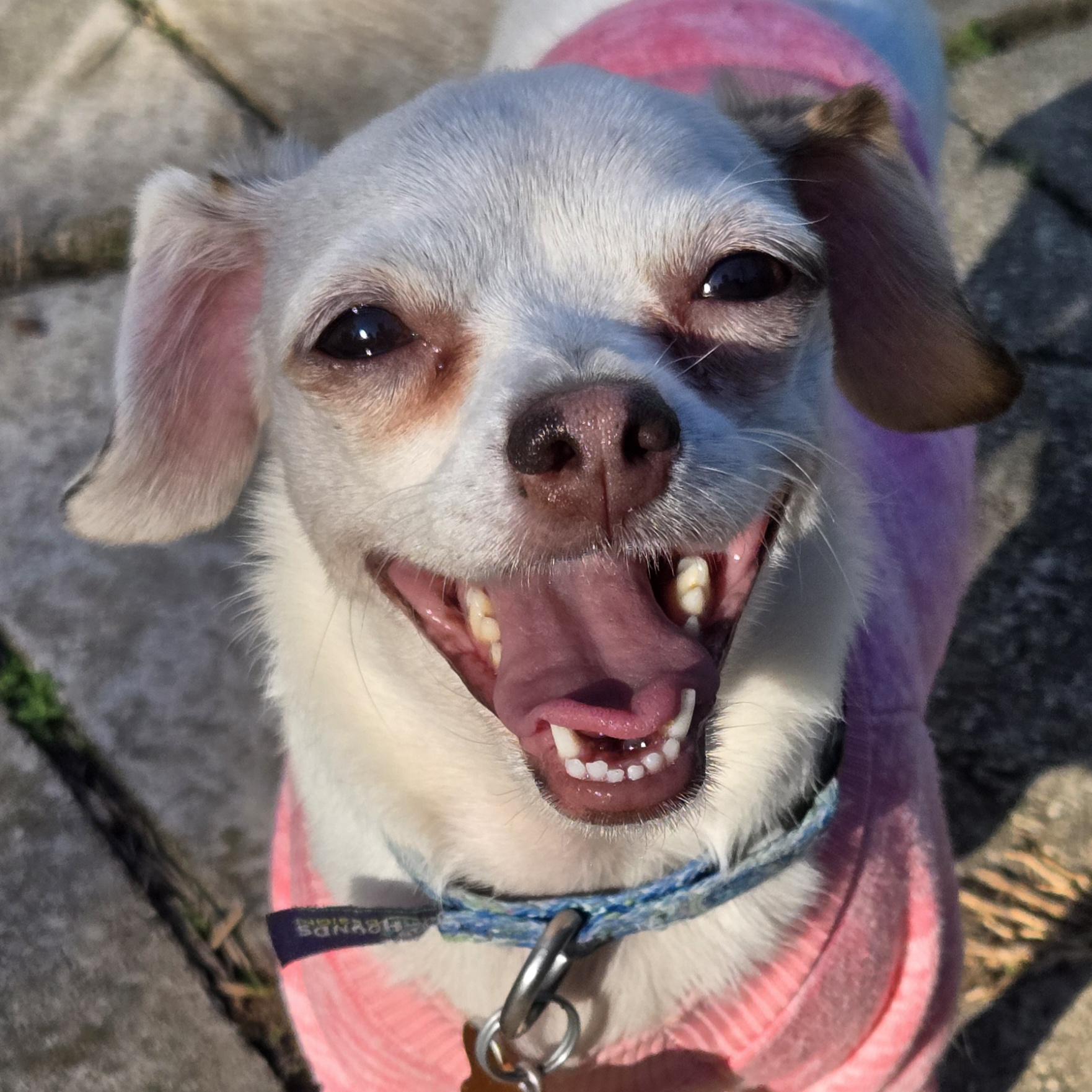 Enlarge Nebula, a Adoptable mixed breed in Normal, IL image 1/6