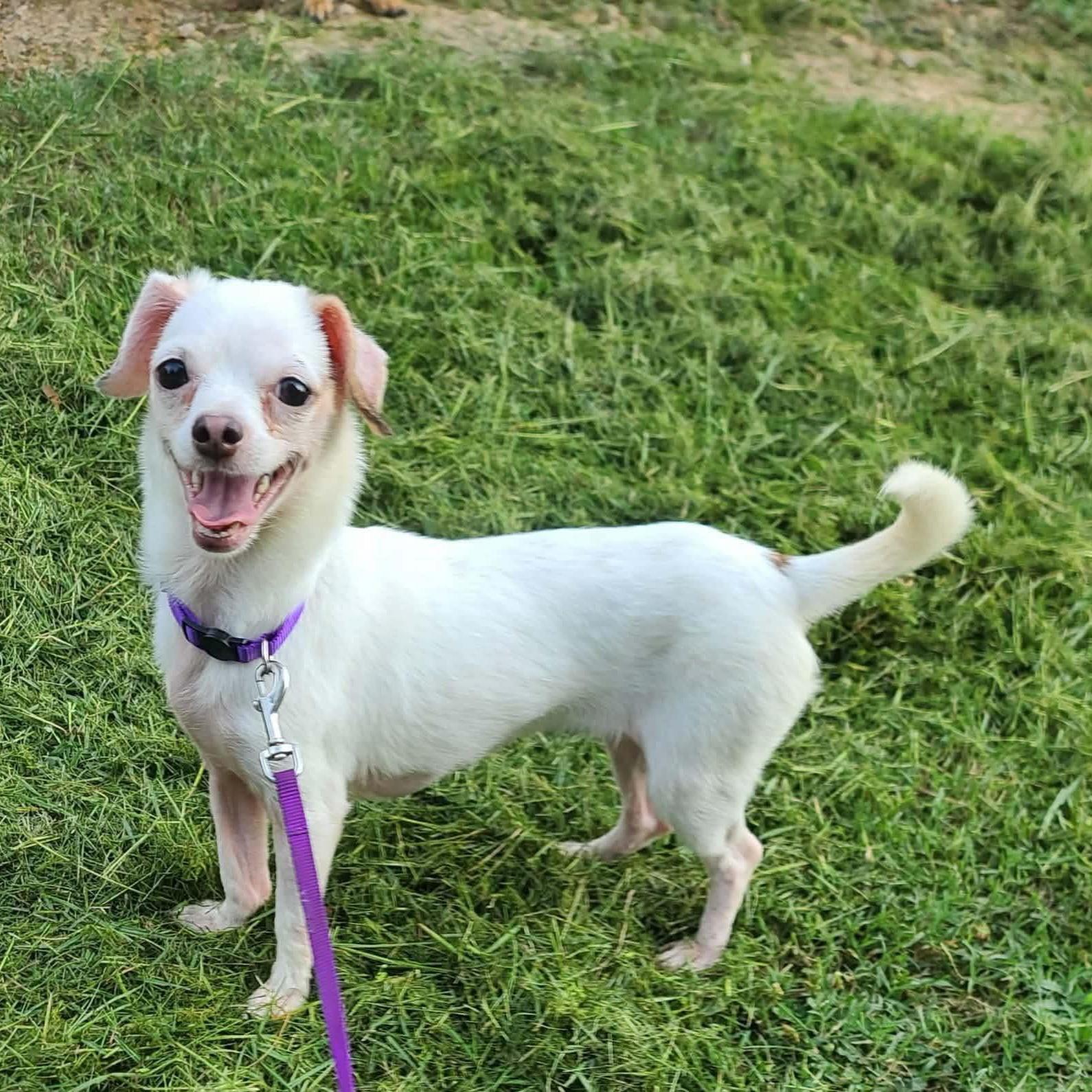 Enlarge Nebula, a Adoptable mixed breed in Normal, IL image 3/6