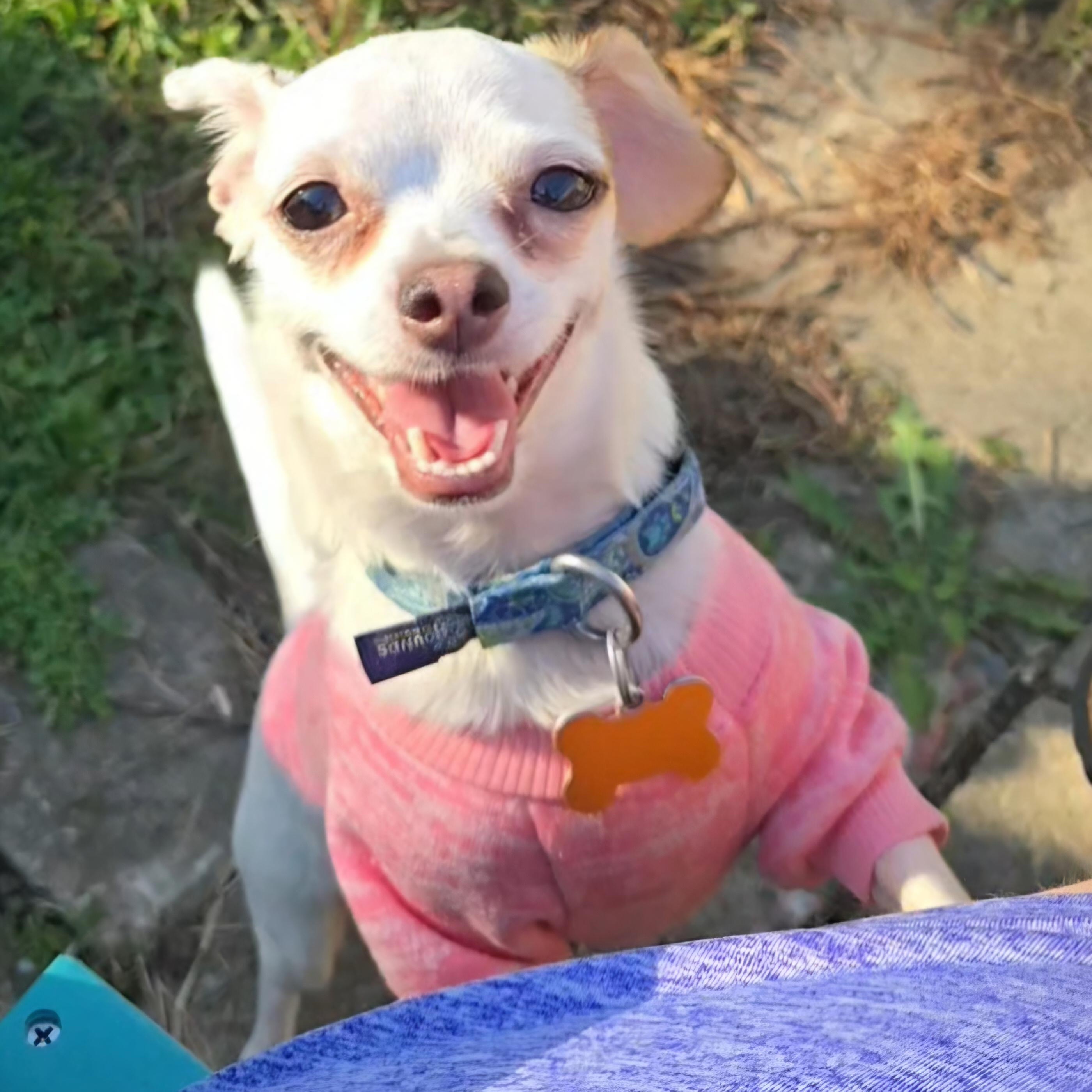 Enlarge Nebula, a Adoptable mixed breed in Normal, IL image 5/6