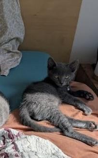 Jaguar, a Adoptable mixed breed in Pacifica, CA image 1/6