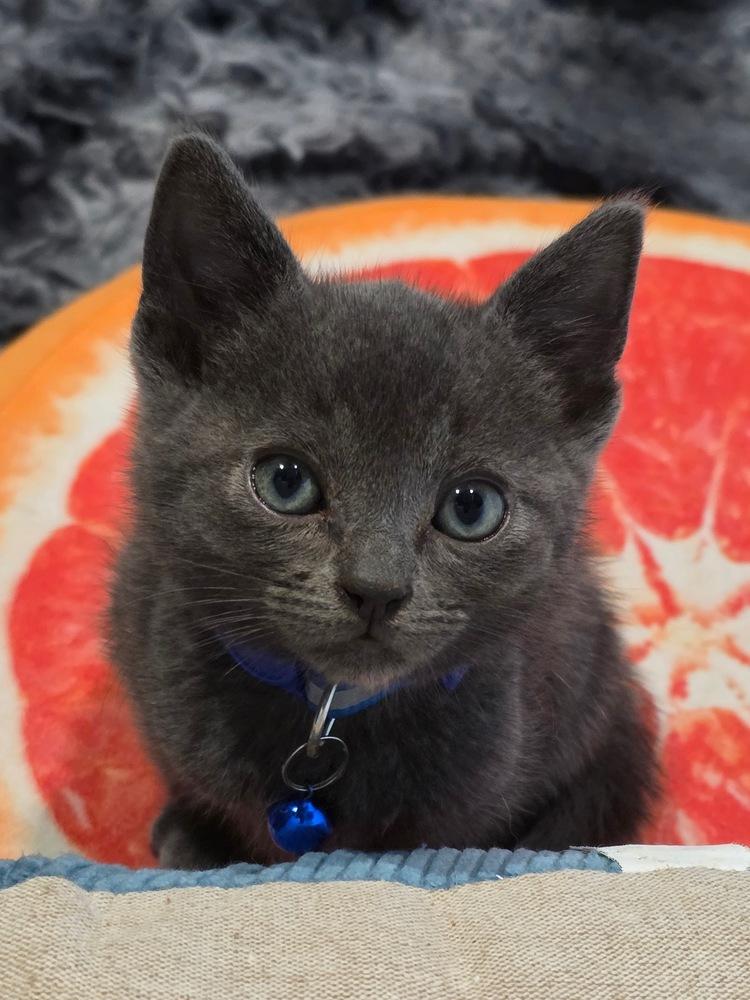 Jaguar, a Adoptable mixed breed in Pacifica, CA image 6/6