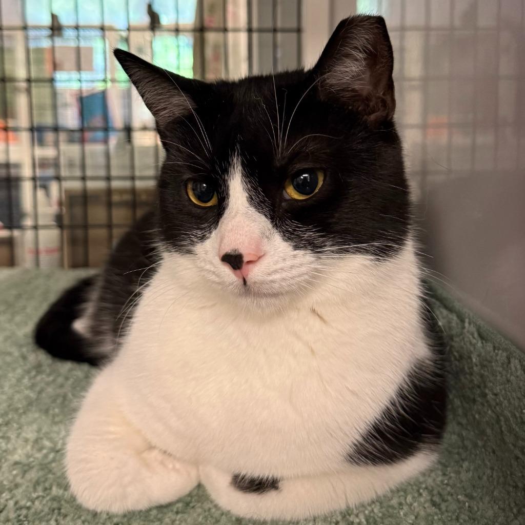 Sprout, Adoptable, Young Male Domestic Short Hair.