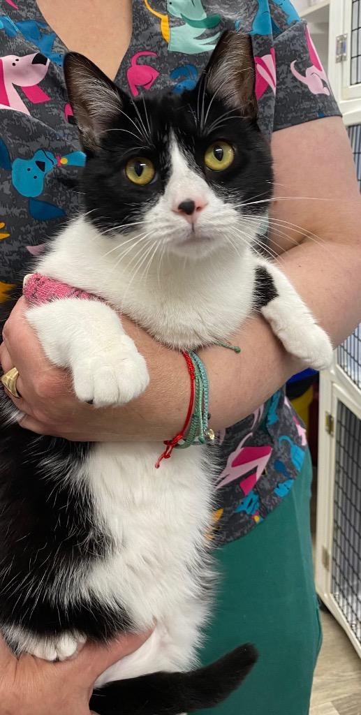 Sprout, a Adoptable mixed breed in Ewing, NJ image 2/5