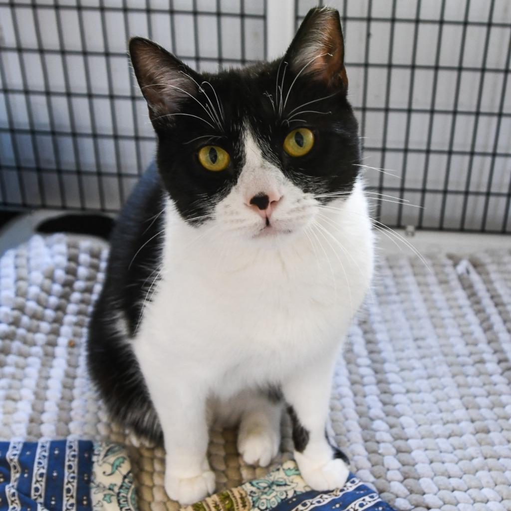 Sprout, a Adoptable mixed breed in Ewing, NJ image 3/5