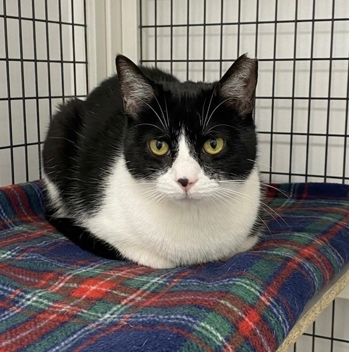 Sprout, a Adoptable mixed breed in Ewing, NJ image 4/5