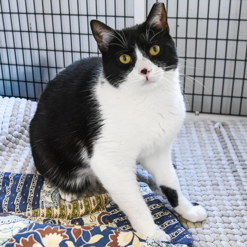 Sprout, a Adoptable mixed breed in Ewing, NJ image 5/5