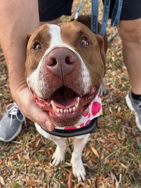 CHARLIE, Adoptable, Adult Male Pit Bull Terrier.