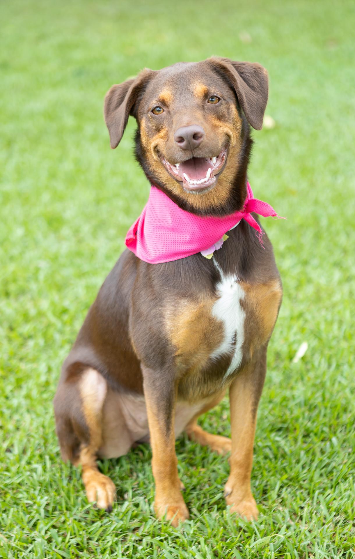 Bailee, a ADOPTABLE mixed breed in Zachary, LA image 1/6