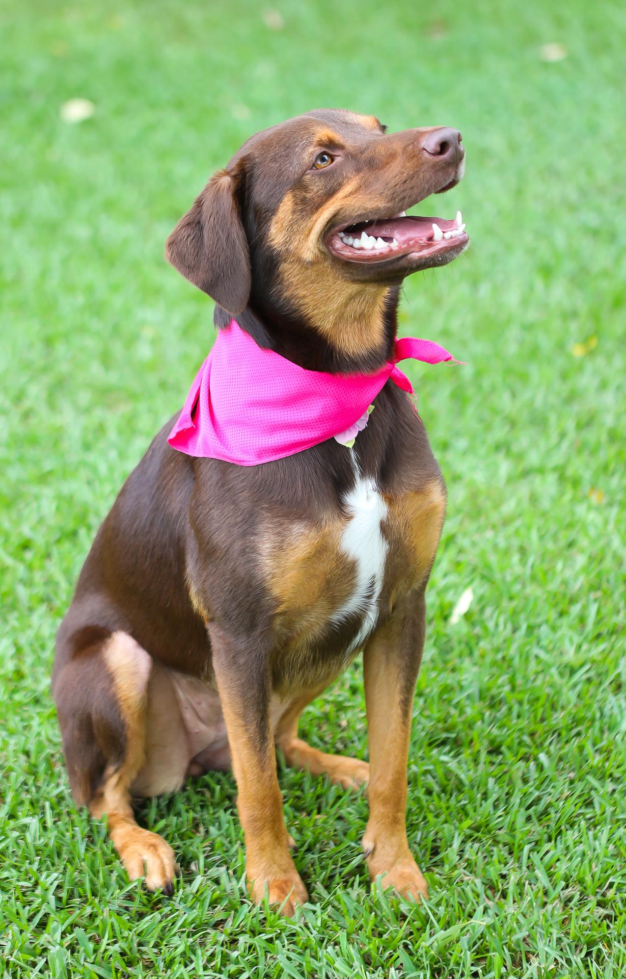 Bailee, a ADOPTABLE mixed breed in Zachary, LA image 4/6