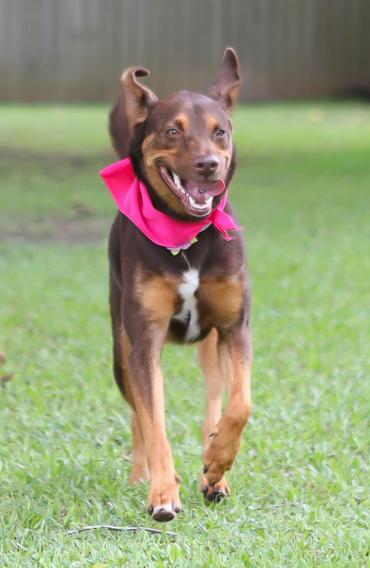 Bailee, a ADOPTABLE mixed breed in Zachary, LA image 3/6