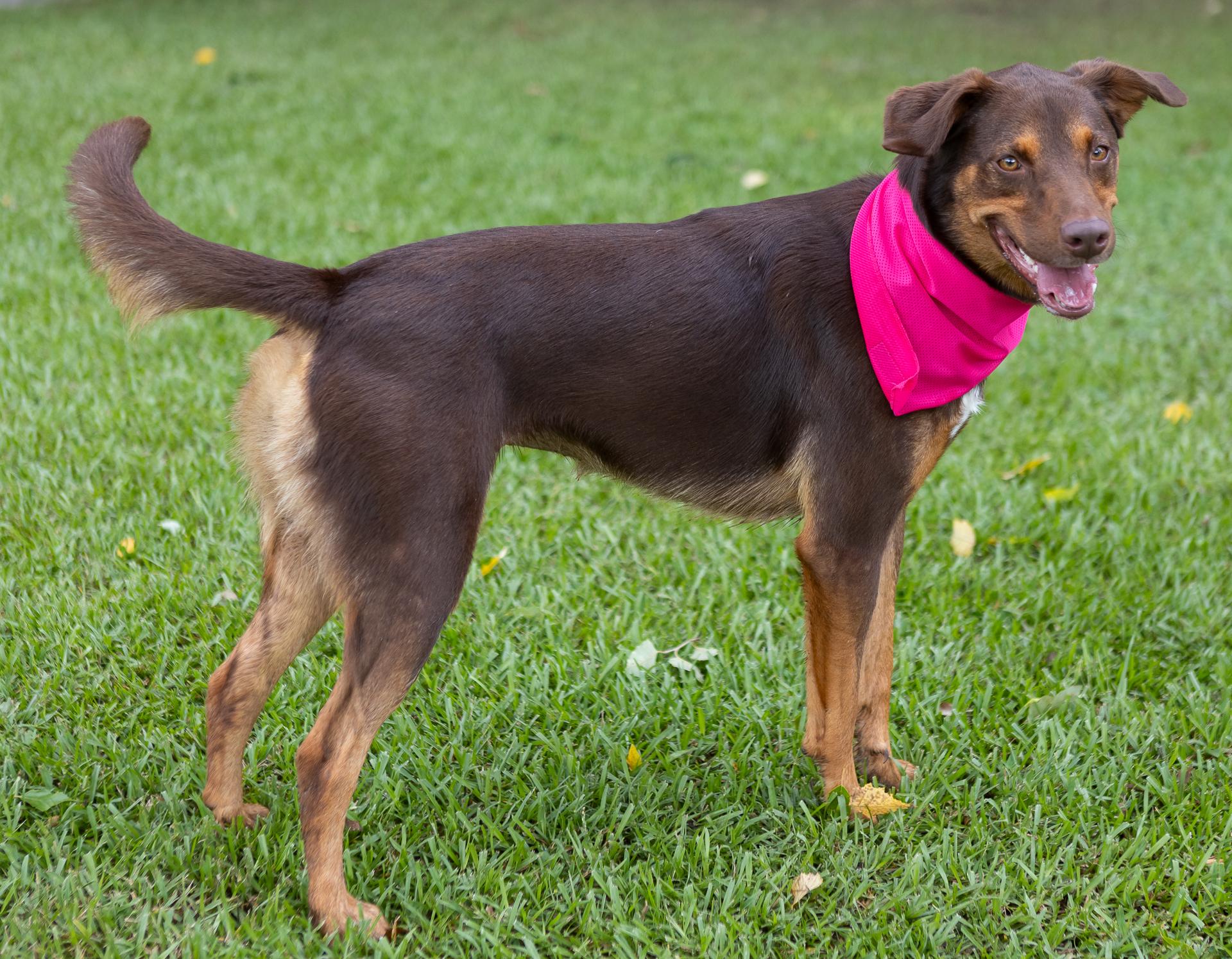 Bailee, a ADOPTABLE mixed breed in Zachary, LA image 5/6