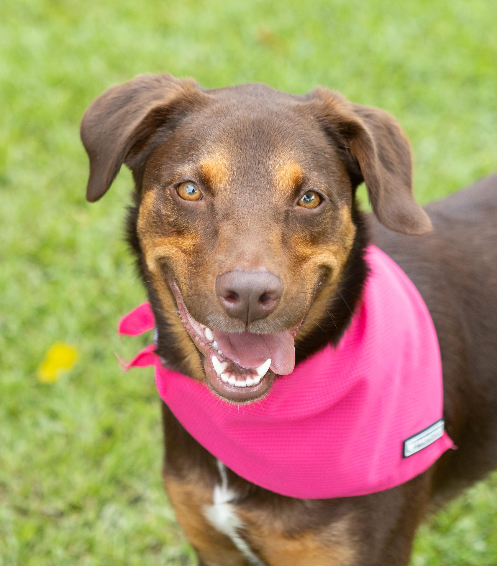 Bailee, a ADOPTABLE mixed breed in Zachary, LA image 2/6