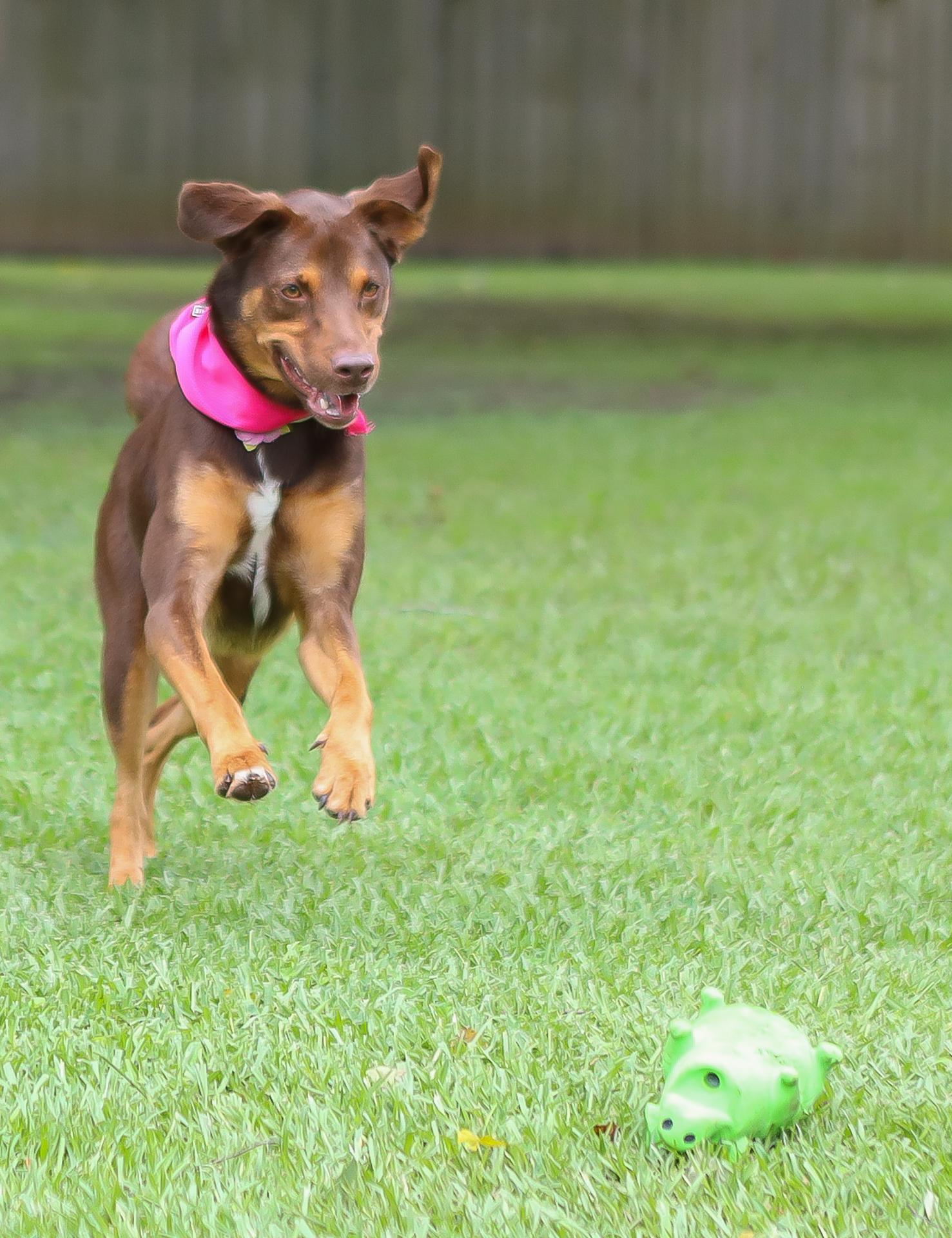 Bailee, a ADOPTABLE mixed breed in Zachary, LA image 6/6