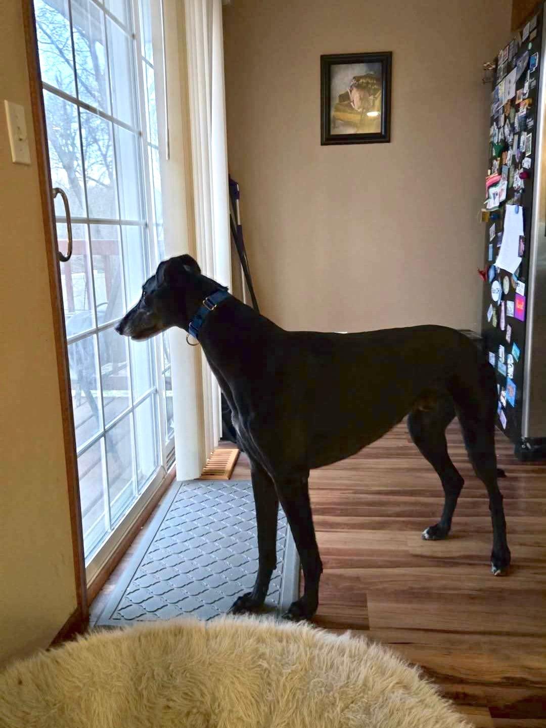 Rigby, ADOPTABLE, Adult Male Greyhound.