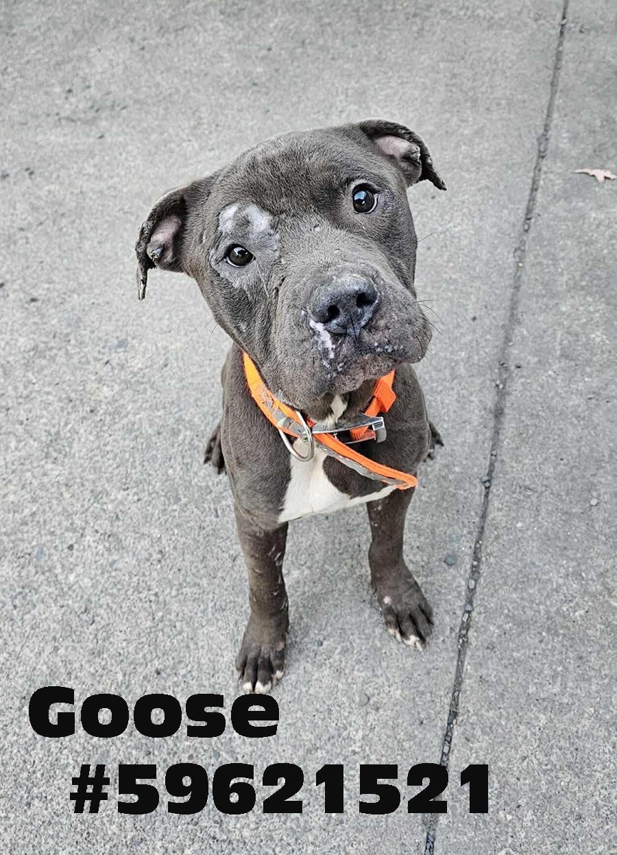 Enlarge Goose, a ADOPTABLE mixed breed in Wilkes Barre, PA image 1/1
