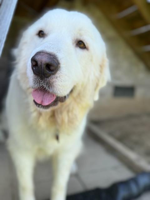 Enlarge Genie, a Adoptable Great Pyrenees in Evansville, IN image 3/4