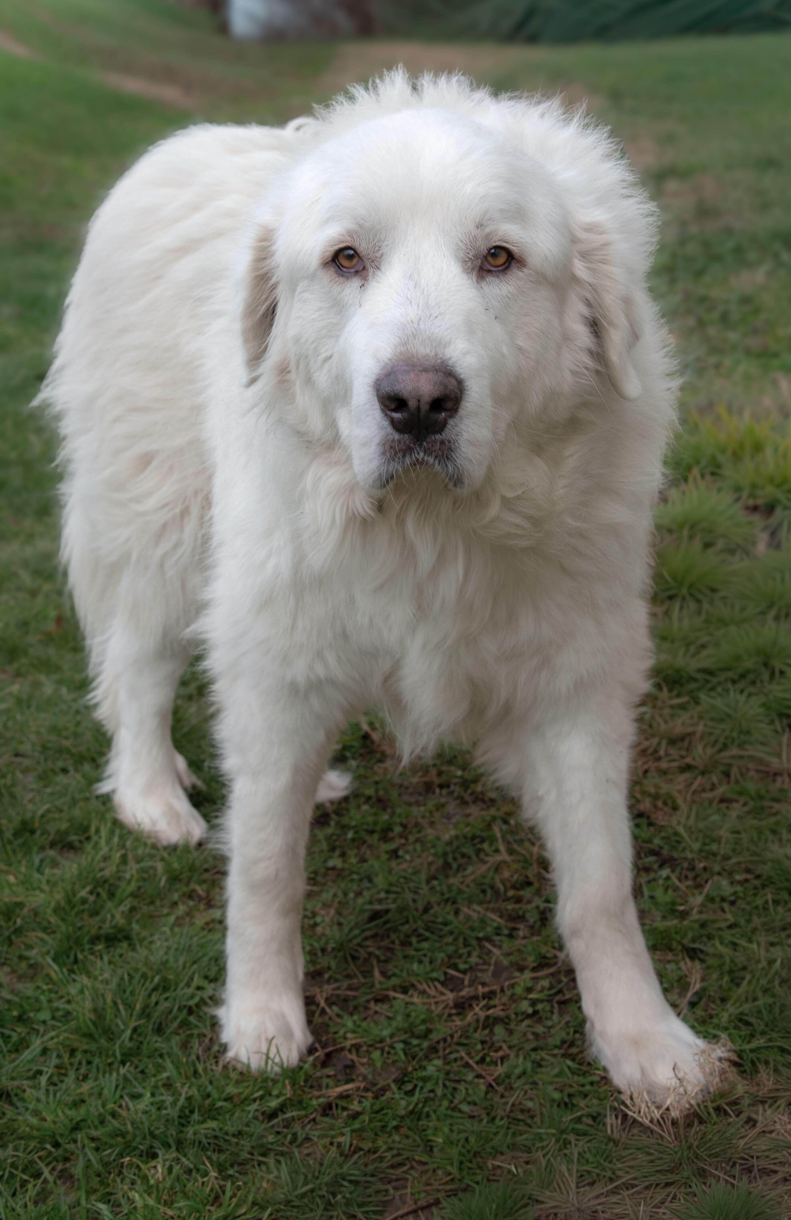 Enlarge Genie, a Adoptable Great Pyrenees in Evansville, IN image 4/4