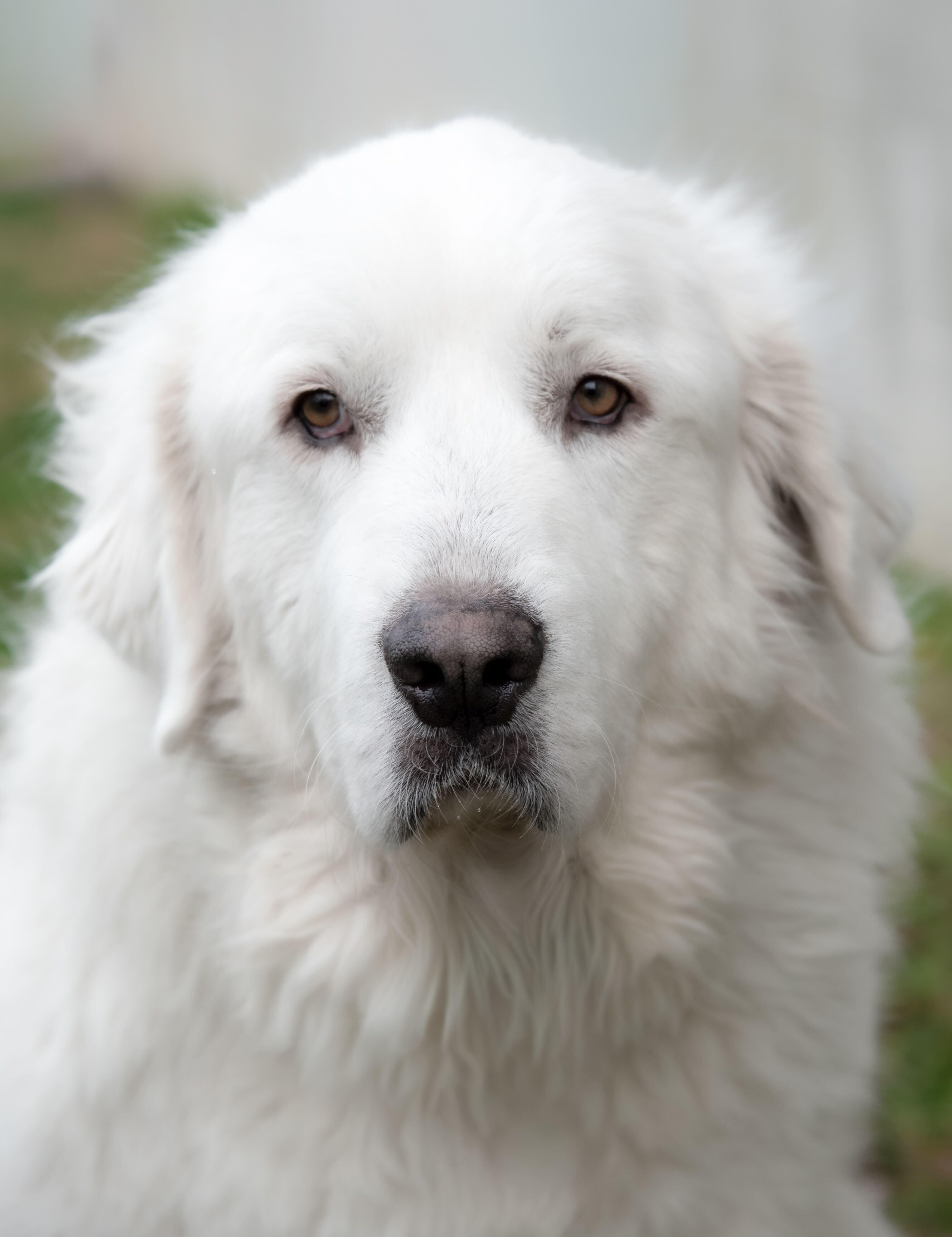 Enlarge Genie, a Adoptable Great Pyrenees in Evansville, IN image 1/4