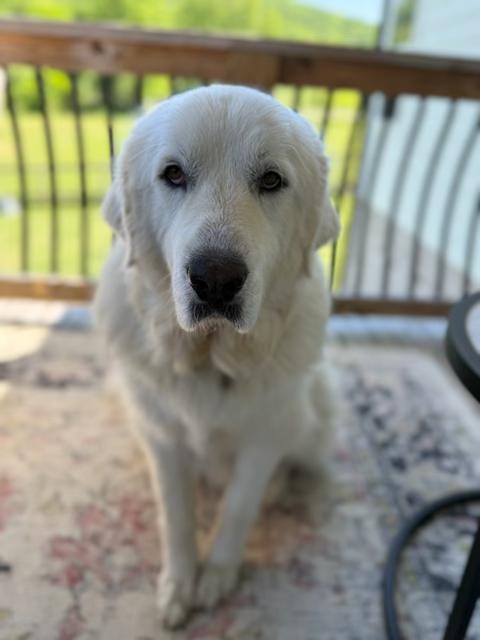 Enlarge Genie, a Adoptable Great Pyrenees in Evansville, IN image 2/4