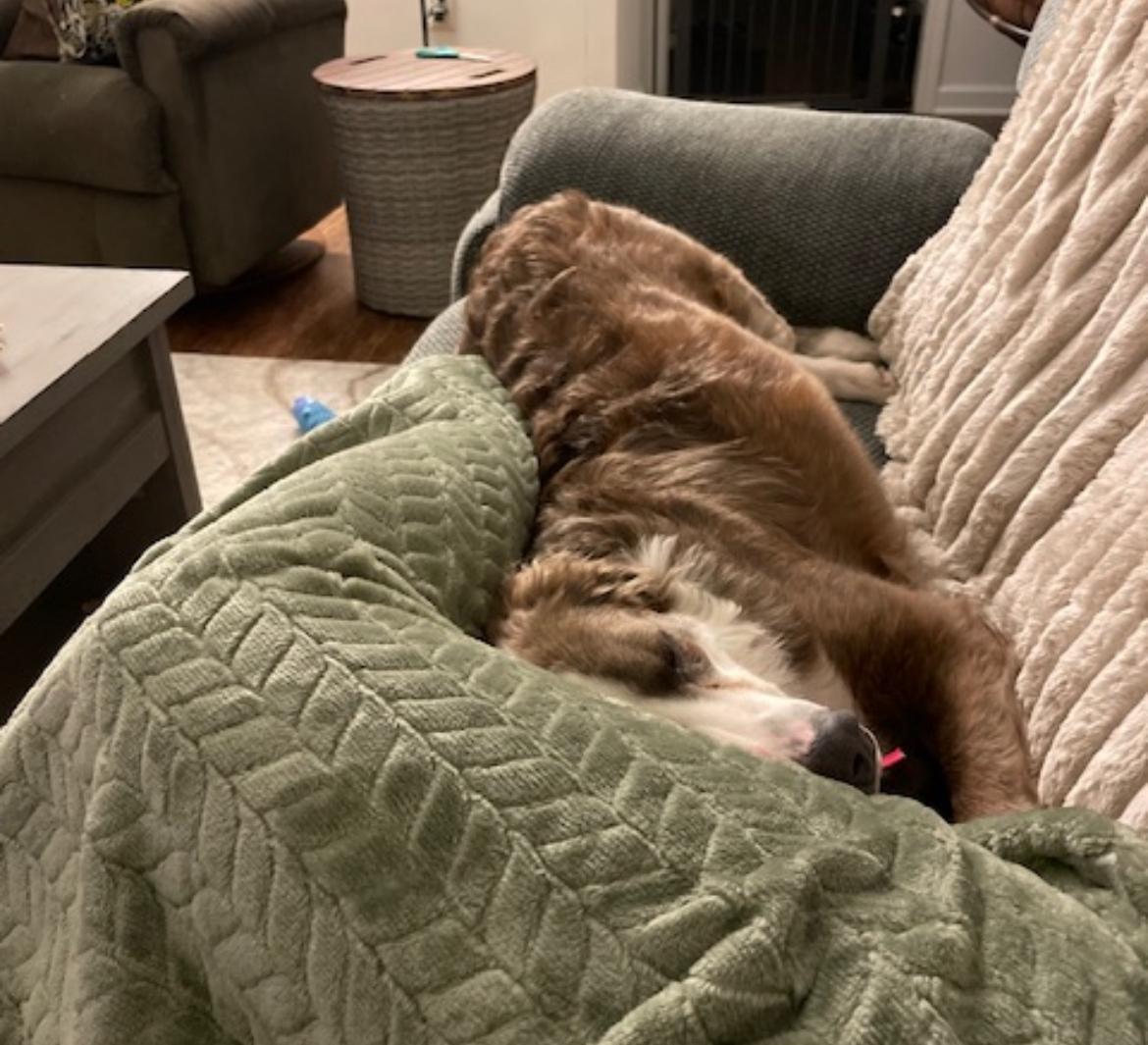 Cliffy, a Adoptable mixed breed in Rochester, NY image 2/6