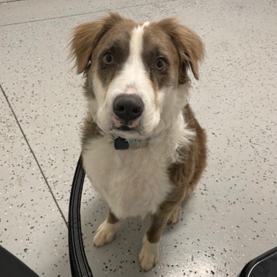 Cliffy, a Adoptable mixed breed in Rochester, NY image 1/6