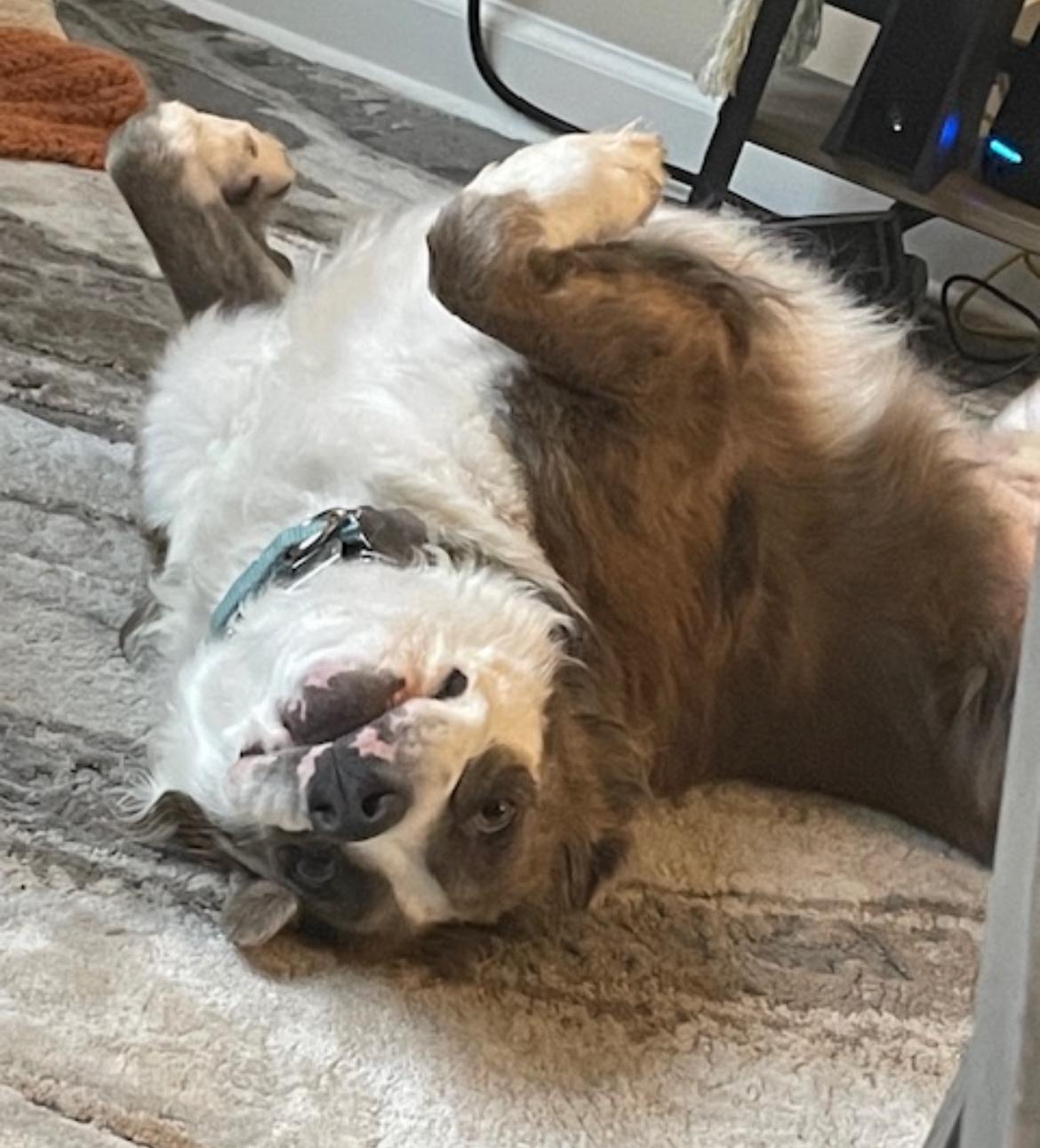 Cliffy, a Adoptable mixed breed in Rochester, NY image 5/6