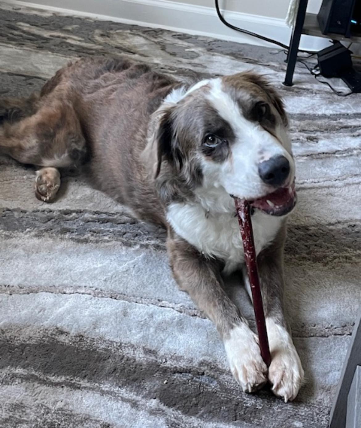 Cliffy, a Adoptable mixed breed in Rochester, NY image 3/6