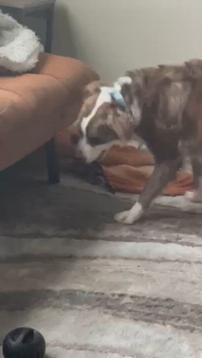 Enlarge Cliffy, a Adoptable mixed breed in Rochester, NY video 6/6