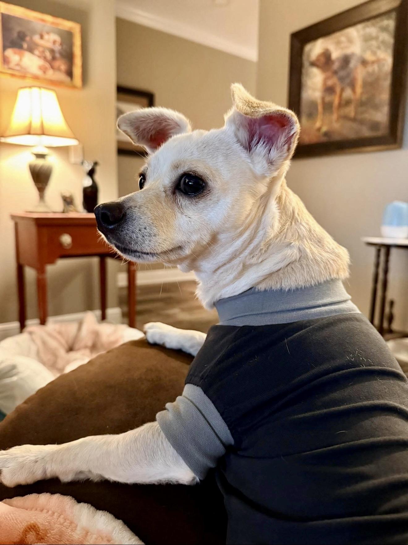 Snowbelle, an adopted mixed breed in Milton, FL image 4/4