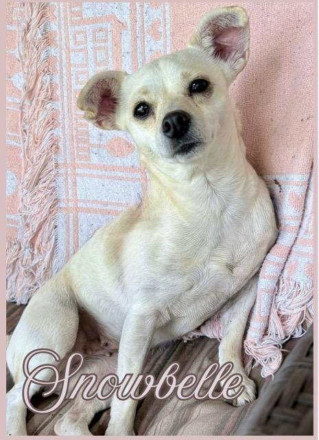 Snowbelle, an adopted mixed breed in Milton, FL image 1/4