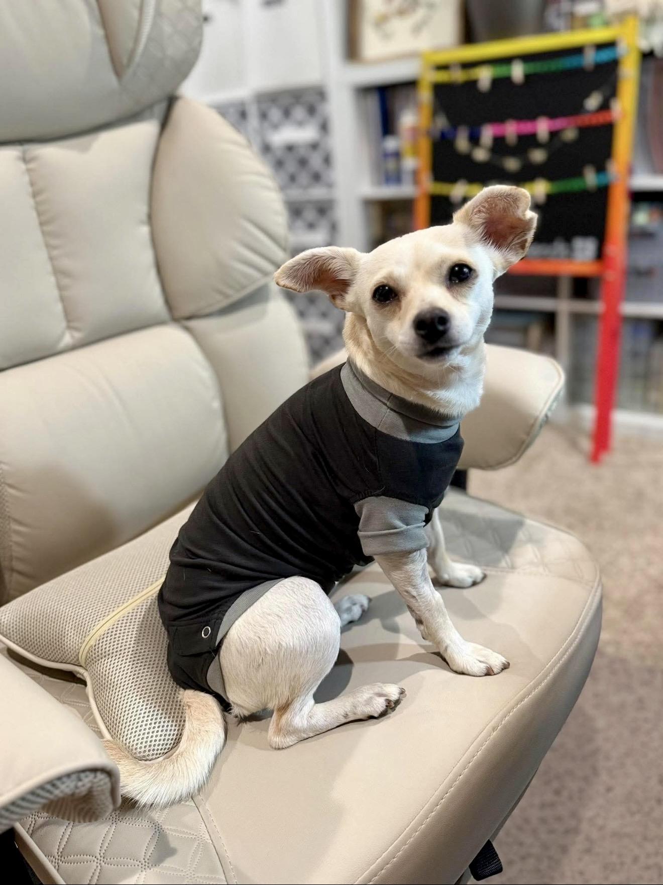 Snowbelle, an adopted mixed breed in Milton, FL image 3/4