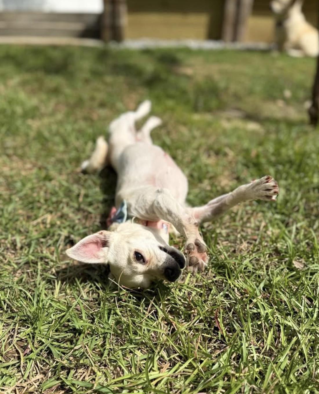 Snowbelle, an adopted mixed breed in Milton, FL image 2/4